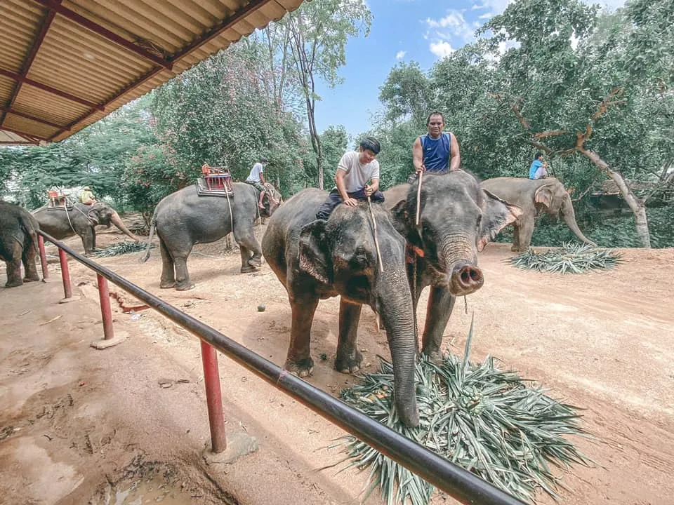 Chang Siam Elephant Park Pattaya