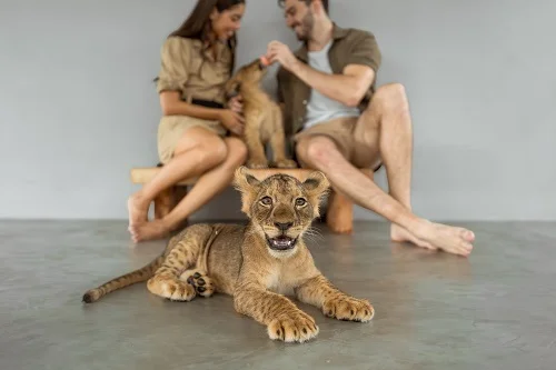 Lion Land Phuket 