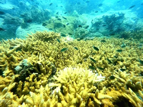 Scuba Adventure Pattaya