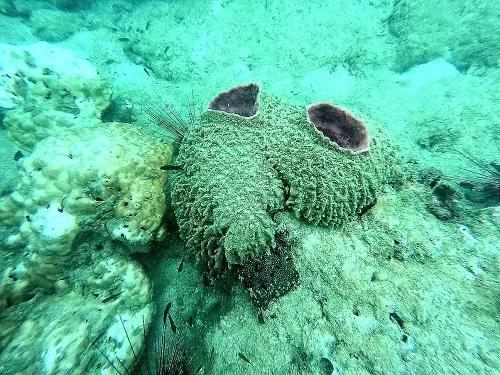 Scuba Diving Tour Pattaya