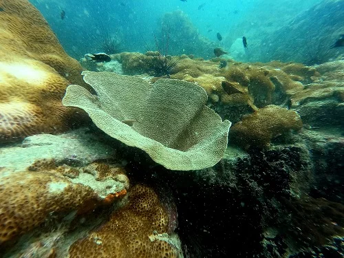 Pattaya Scuba Diving