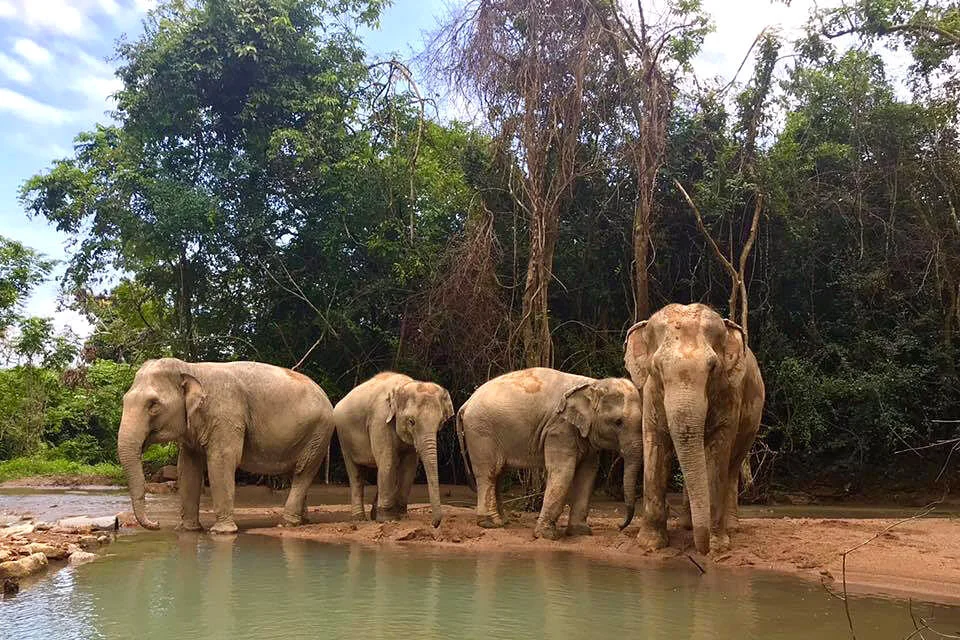 Elephant Fun Safari Koh Samui