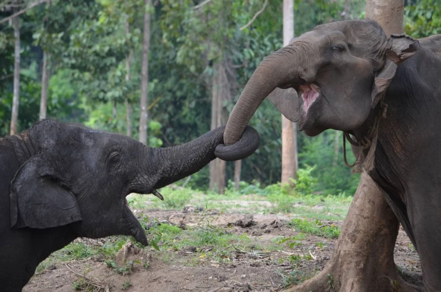 ElephantsWorld Kanchanaburi Ticket