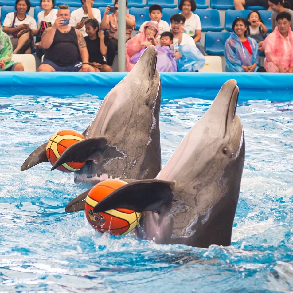 Dolphinarium Pattaya Tickets