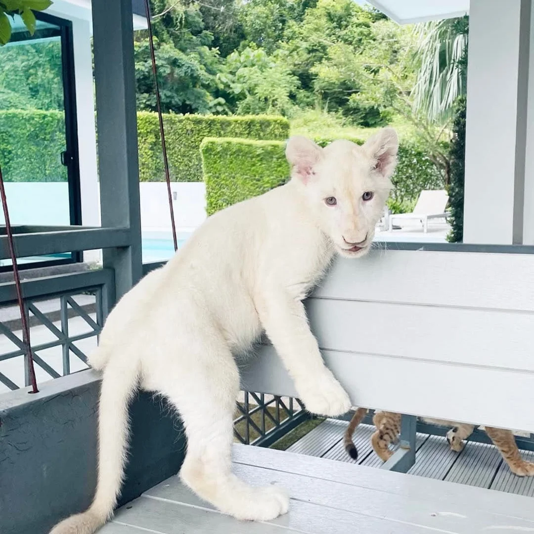 Interact With Big Cat Lions at Lion Land Phuket